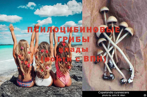 гидра Богородицк